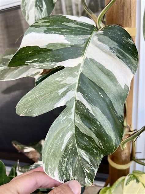 Epipremnum Pinnatum Variegata Care Guide (What .
